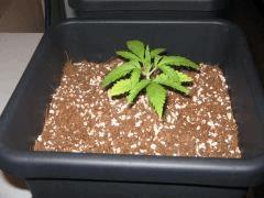 croissance +5j plante 2