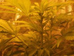black jack #2