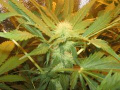 black jack