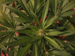 black jack f 24