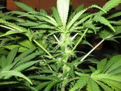 black jack f 24