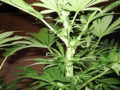 black jack flo 24