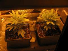 croissance +18j plantes 1 et 2
