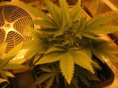 flo +1 plante 2