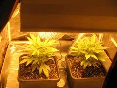 cr +19j plantes 1 et 2