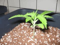 croissance +7j plante 2