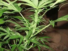 black jack f 24
