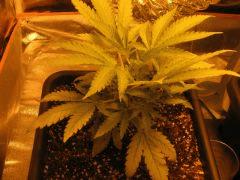 cr +19 plante 1