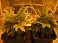 flo +1 plantes 1 et 2