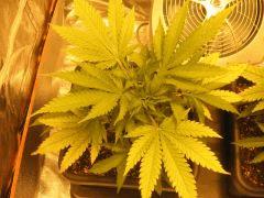 flo +2 plante1