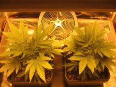 flo +2 plantes 1 et 2