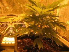 flo +1 plante 2