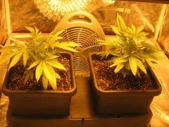 flo +1 plantes 1 et 2