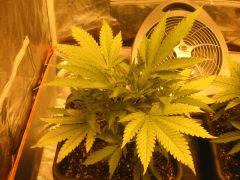 flo +1 plante 1
