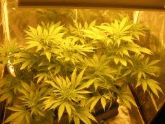 black jack premiere plantation flo+19