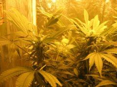 black jack