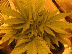 flo +2 plante 2