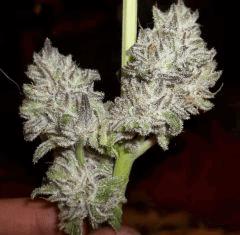 PeyotePurple V5 BudzShot2