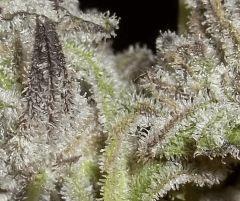PeyotePurple V5 CloseUp