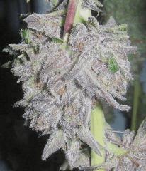PPxPCK V6 CloseUp