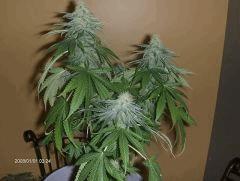 Hashberry, V1