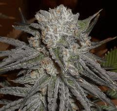 Peyote Purple V5 closeUp