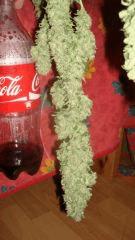 Bubbleiciouse