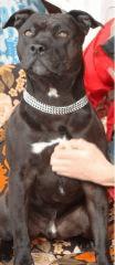 Mon amstaff