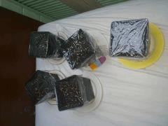 Plants en germination