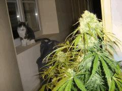 concours cannaweed 632