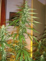 concours cannaweed 627