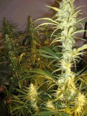 concours cannaweed 648