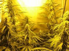 concours cannaweed 300