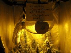 concours cannaweed 304