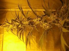 concours cannaweed 302