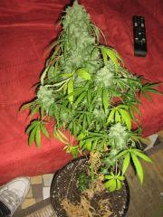 JDC Concours cannaweed 2011/2012 Ivory