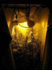 concours cannaweed 303
