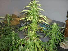 concours cannaweed 626