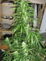 concours cannaweed 649
