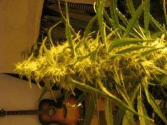 concours cannaweed 642