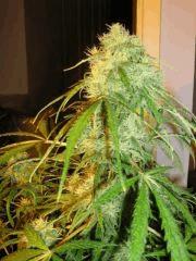 concours cannaweed 633