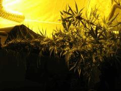 concours cannaweed 644