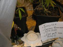 concours cannaweed 664