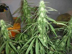 concours cannaweed 628