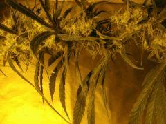 concours cannaweed 301