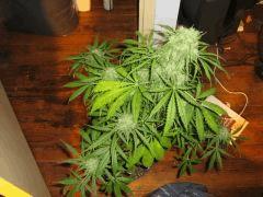 concours cannaweed 636