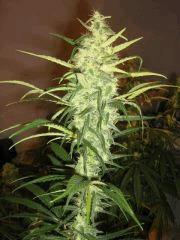 concours cannaweed 647
