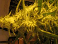 concours cannaweed 643
