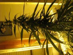 concours cannaweed 630