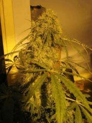 concours cannaweed 635